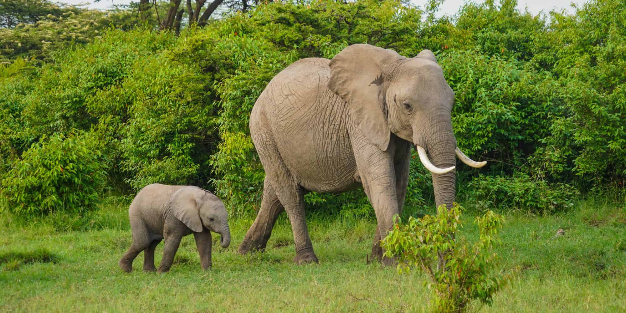 Elephants in a Sri Lankan dump are dying from eating plastic rubbish.