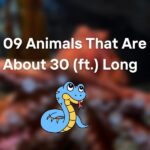 09 Animals That Are About 30 Feet (ft.) Long