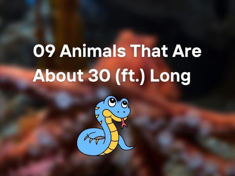 09 Animals That Are About 30 Feet (ft.) Long
