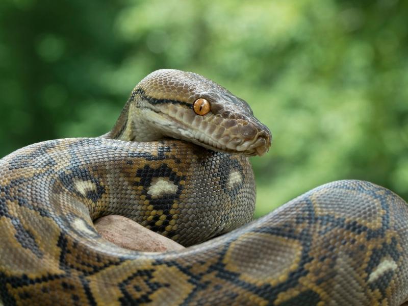 Articulated python