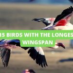 Birds With The Longest Wingspan